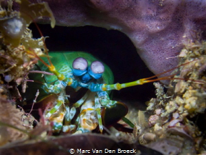 home by Marc Van Den Broeck 